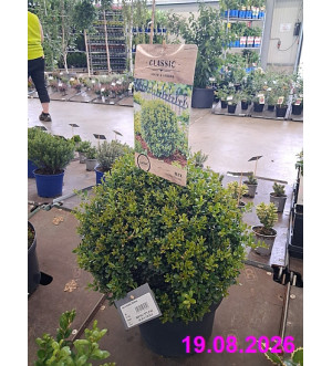 Ilex crenata 'Stokes' C 12 L
